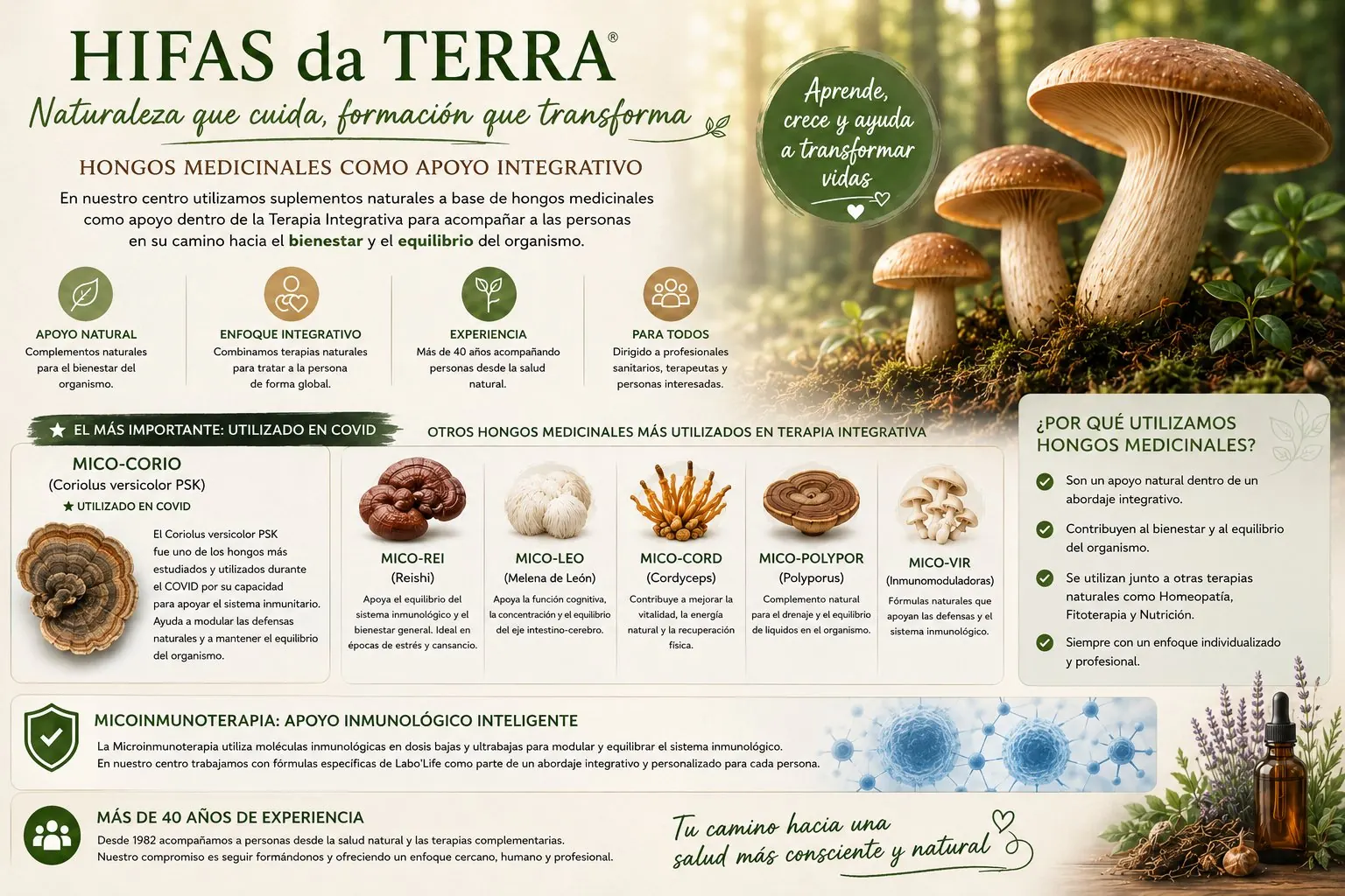 Infografia de hongos medicinales como apoyo integrativo